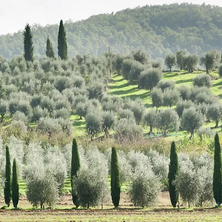 In Monte Del Near Trasimeno *